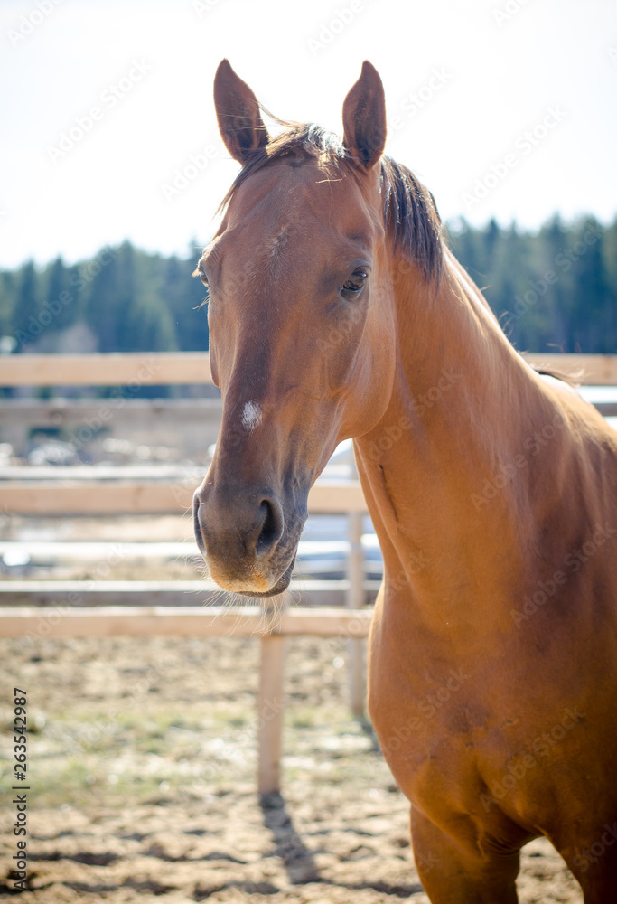 Obraz premium portrait of red budyonny mare horse