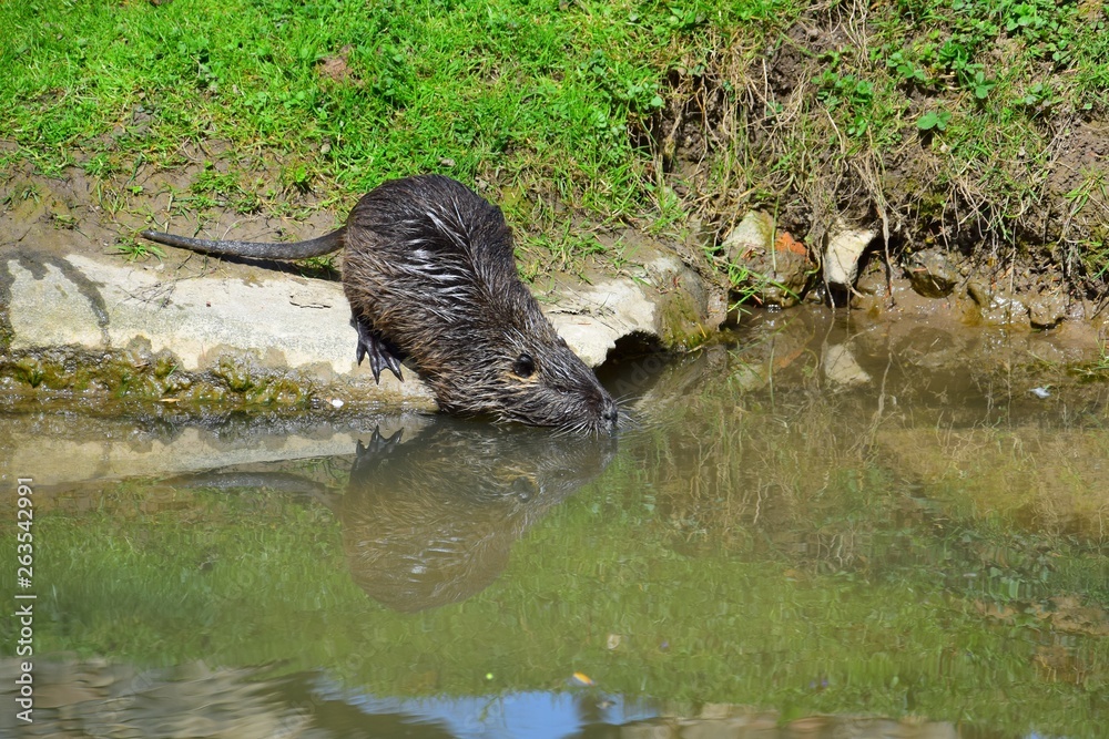 A nutria gliding into the water. A nutria gliding into the water.