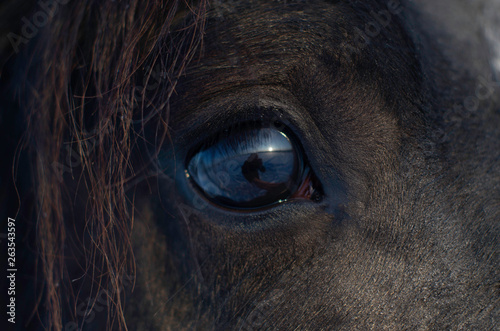 The horse's eyes with the reflection of the inside © Федор Бычков