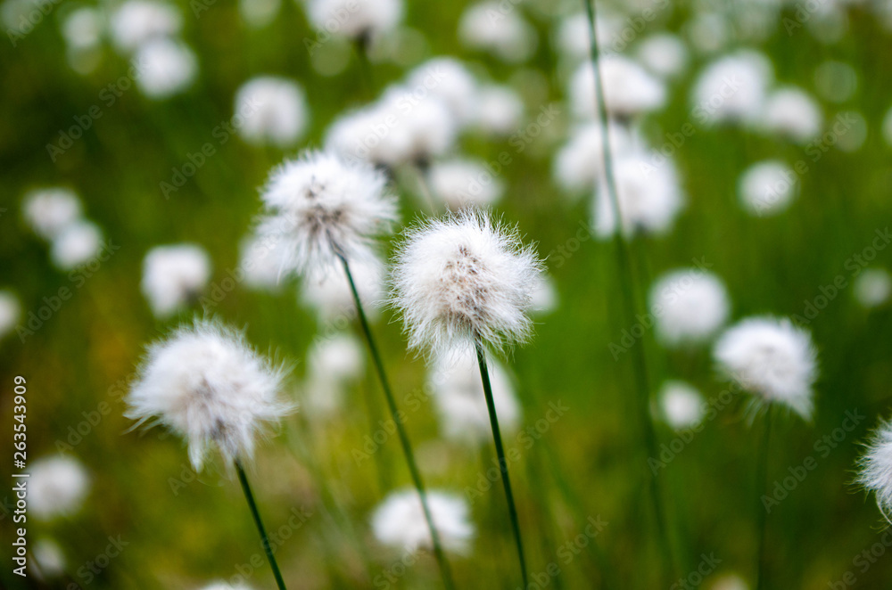 White flowers on green grass background
