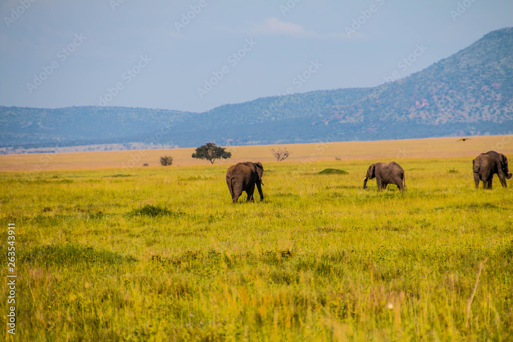 The elephants of Ngorongoro Crater
