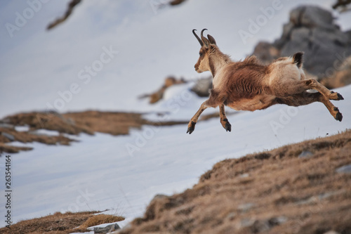 Beautiful chamois jumping in the Mountain of Pyrenees