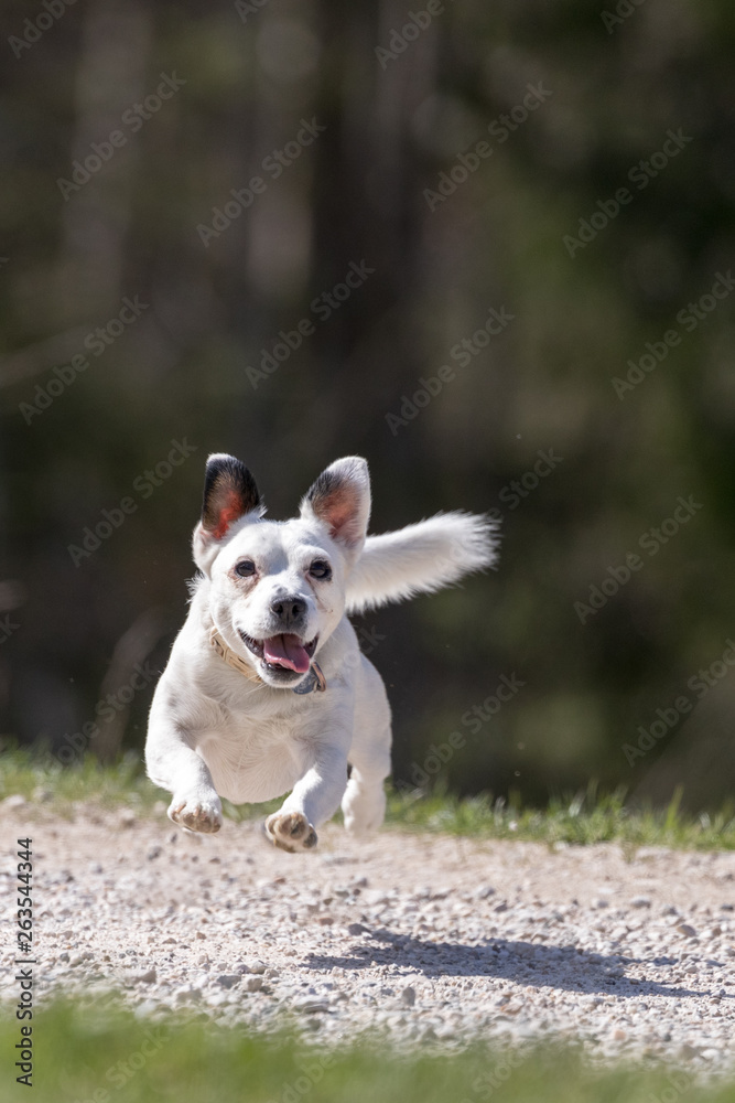 Jack Russell Terrier,  small terrier runnig