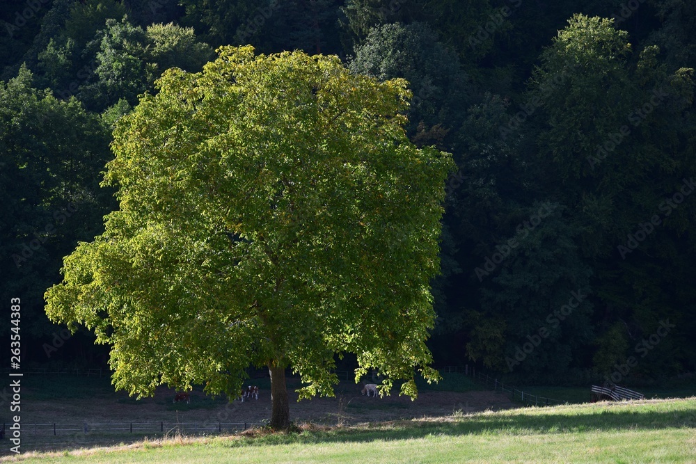 Naklejka premium A walnut tree in Fischbachtal, Odenwald, Germany.