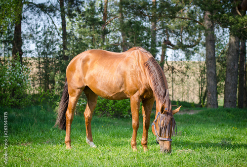 portrait of red horse eating grass
