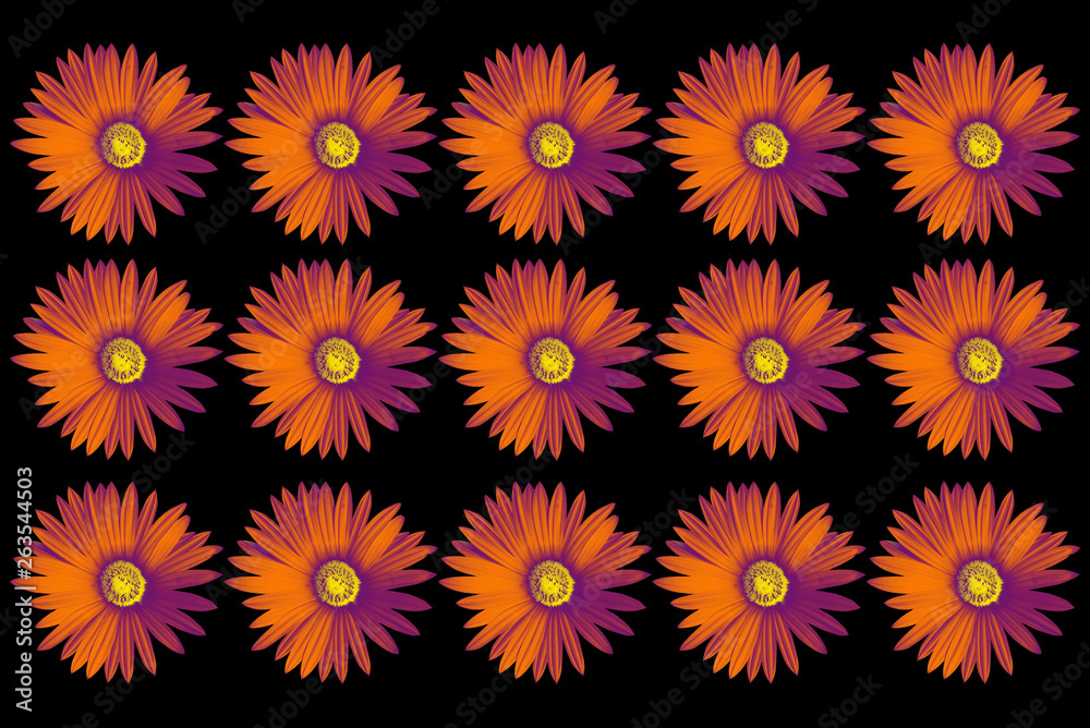 Daisy Flower Pattern Daisy Flower Pattern