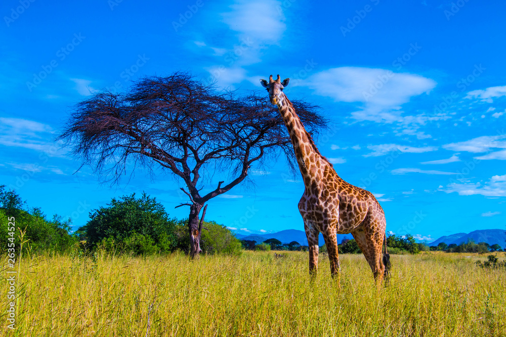 Obraz premium A large Giraffe in Ruaha National Park