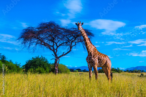 A large Giraffe in Ruaha National Park