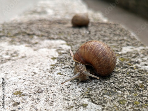 Snail crawling on a stone wall after rain