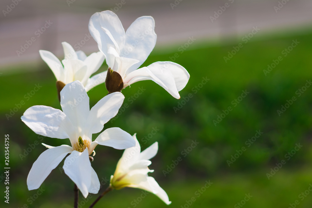 Beautiful white magnolia flower сlose up view Beautiful white magnolia flower сlose up view