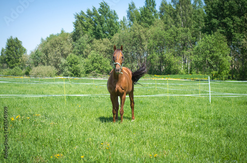 beautiful red mare horse standing in green meadow © vprotastchik