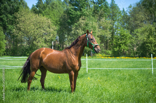 stunning red don horse in green field