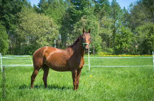 stunning red horse in green field photo