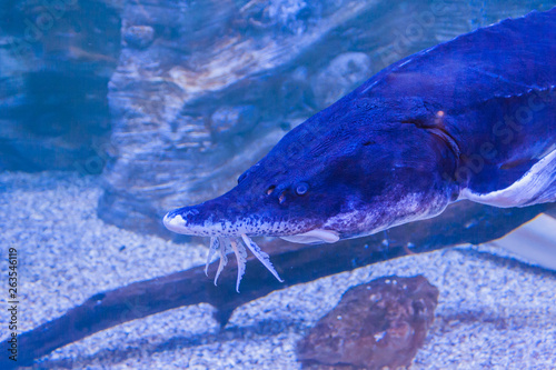 sturgeon's muzzle on the background of white river sand photo