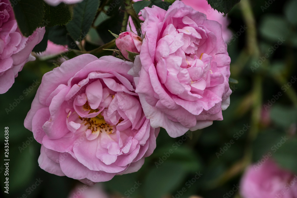 Rose flower closeup. Shallow depth of field. Spring flower of pink rose Rose flower closeup. Shallow depth of field. Spring flower of pink rose