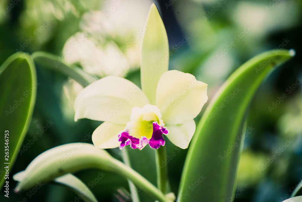 Hybrid dendrobium, Closeup of beautiful orchid flowers blooming in the garden.nature view of flower with natural background. Hybrid dendrobium, Closeup of beautiful orchid flowers blooming in the garden.nature view of flower with natural background.