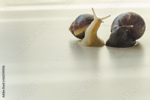 Two Achatina snails on the light background. Extreme close-up macro photography of mollusks. Anti-aging slime. Selective fokus photo