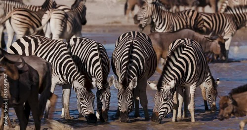 foal,young animal,bonding,family,close-up,Botswana,Makgadikgadi Pans,adventure,bucket list,africa,african,african safari,animal,animals,awesome,day,drink,drinking,water,group,herbivore,herd,large grou