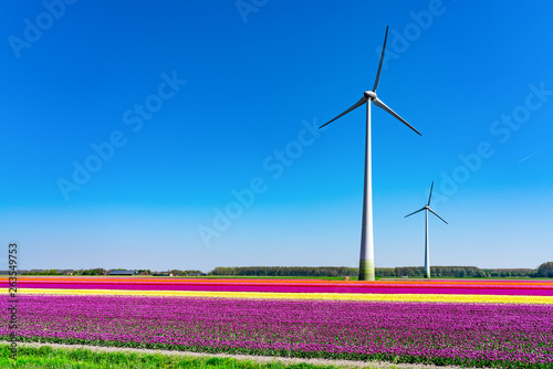 Windkraft über den Tulpenfeldern