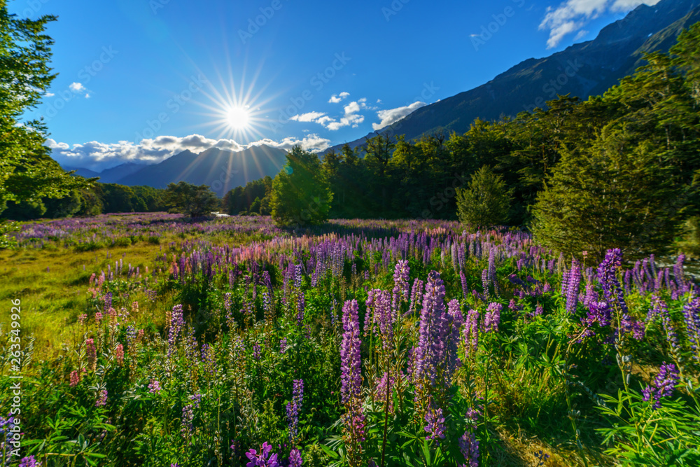 lupins in the sun over mountains, fiordland, new zealand 4