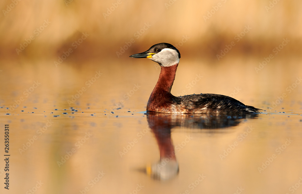 Obraz premium Red necked grebe (Podiceps grisegena)