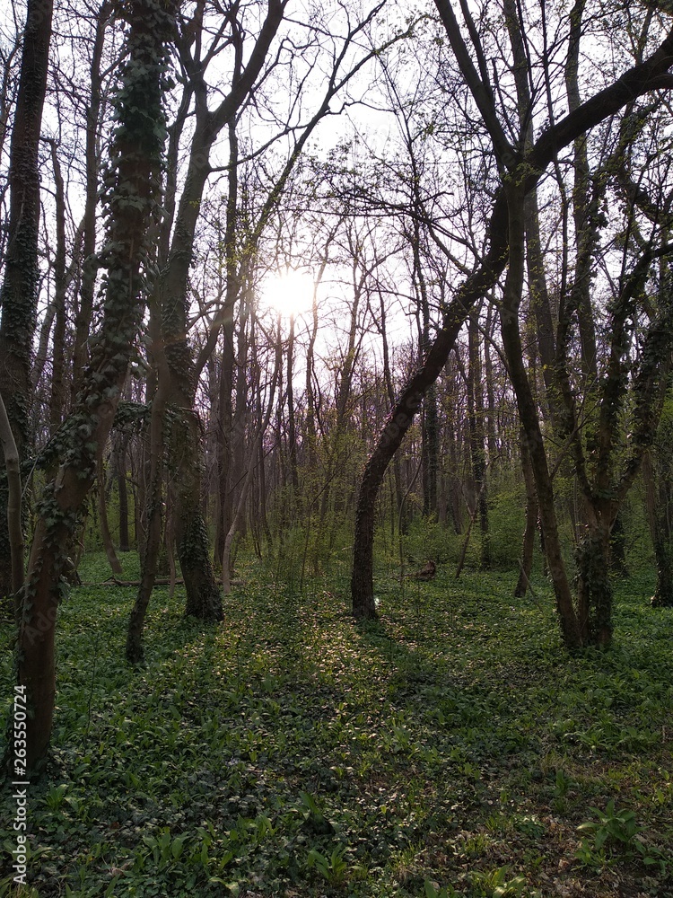 Fototapeta premium Trees in the forest