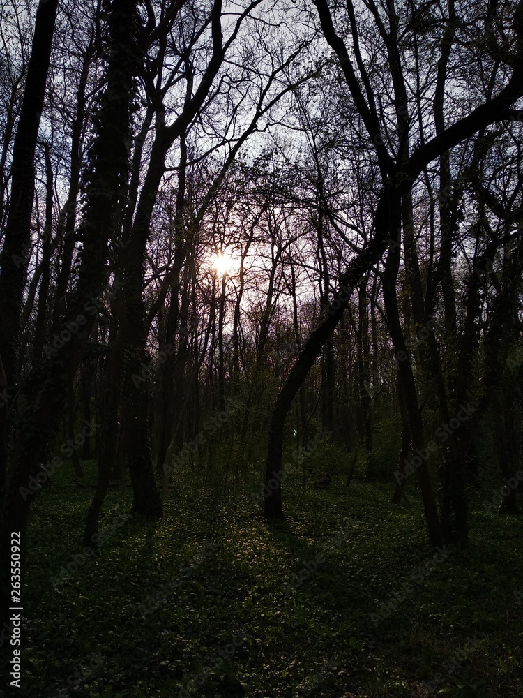 Fototapeta premium Trees in the forest