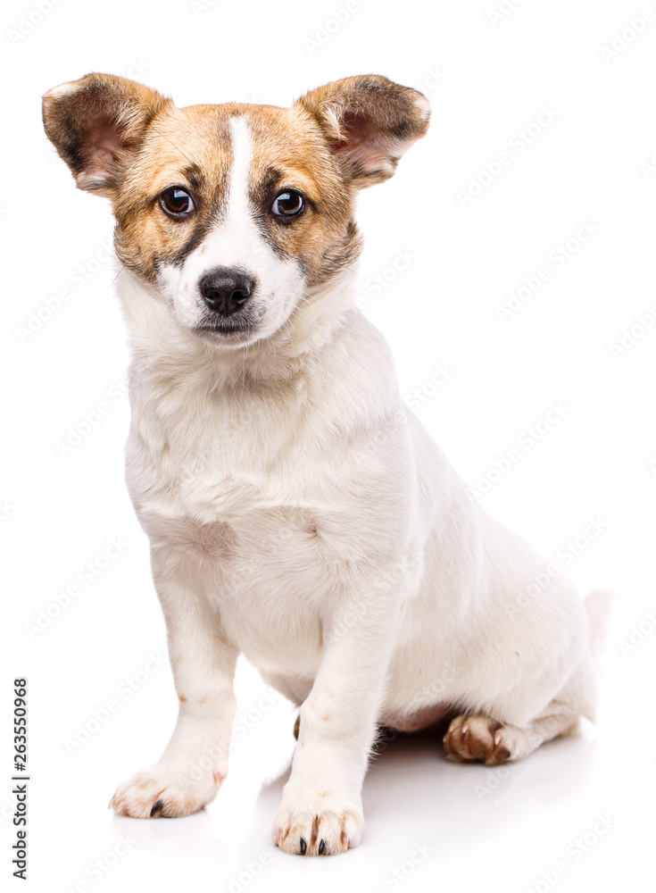 Funny puppy sits sideways. Isolated on a white background