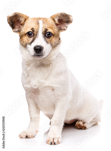 Funny puppy sits sideways. Isolated on a white background