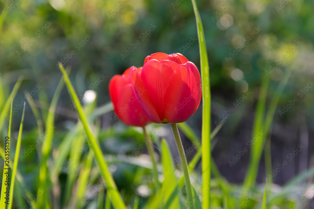 Fototapeta premium Czerwone tulipany