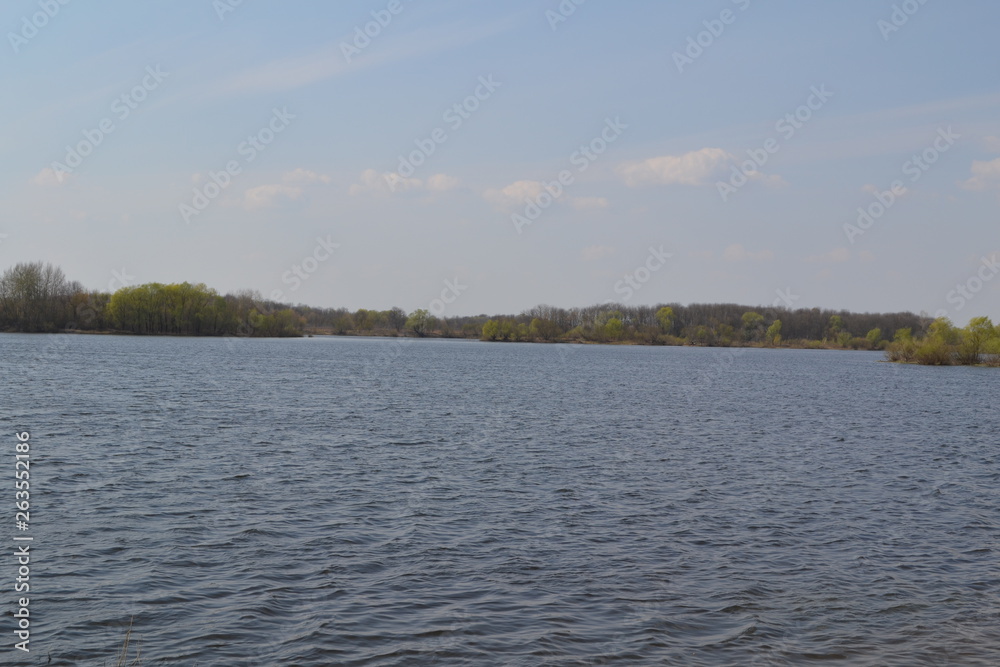 Trees in the water on the water horizon, in the spring.