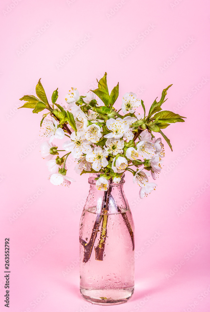 Flowering branch of cherry on pink  background. Cherry flowers
