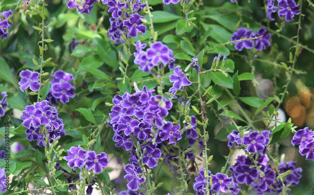 violeteira - duranta erecta Stock Photo | Adobe Stock