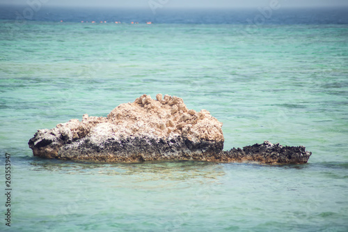 Birds on the island in the sea