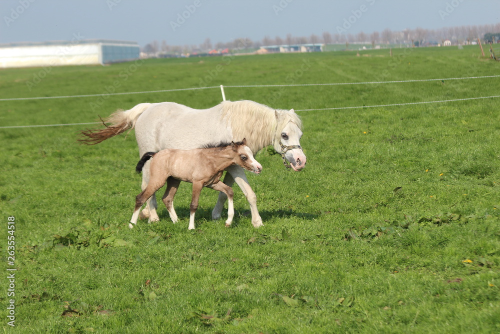 Horse and foal are running over field of grass in the Netherlands Horse and foal are running over field of grass in the Netherlands