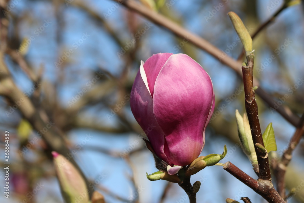 Fototapeta premium Pink and purple blossom of the magnolia tree in a garden in Nieuwerkerk aan den IJssel in the Netherlands