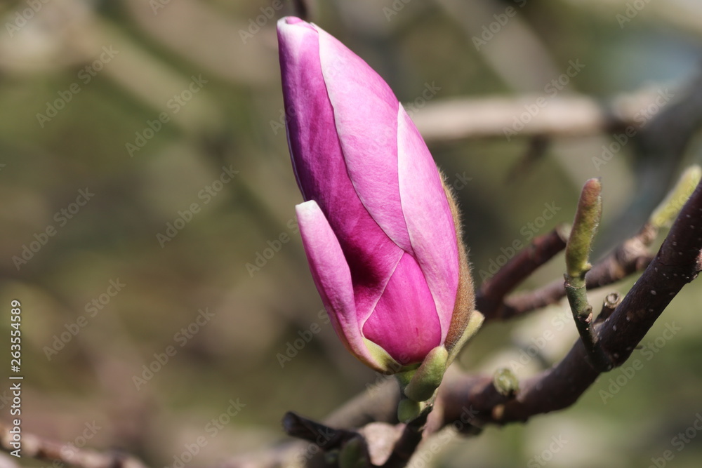 Pink and purple blossom of the magnolia tree in a garden in Nieuwerkerk aan den IJssel in the Netherlands