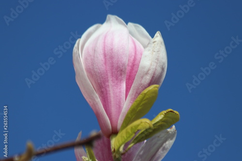 Pink and purple blossom of the magnolia tree in a garden in Nieuwerkerk aan den IJssel in the Netherlands