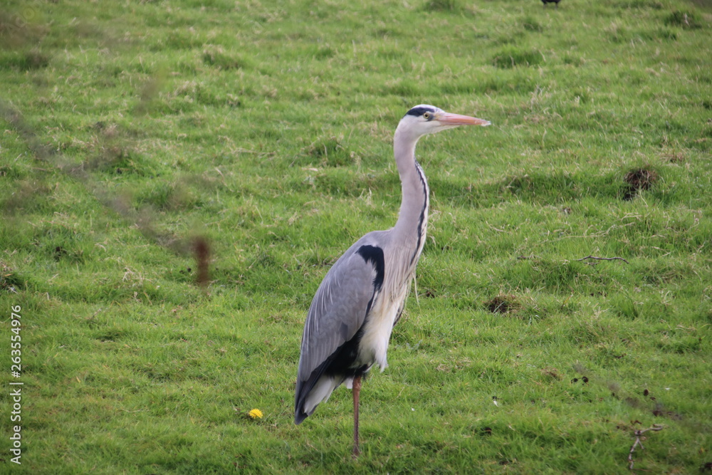 Fototapeta premium Heron in the grass along a ditch hunting for food in Nieuwerkerk aan den IJssel