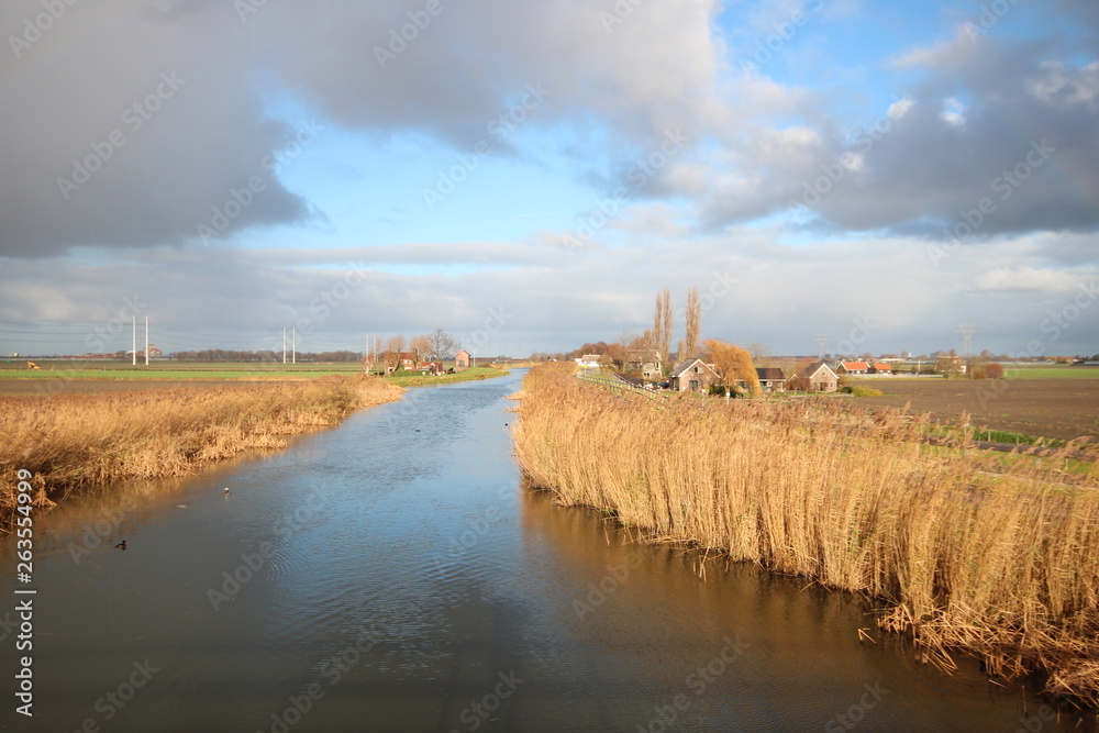 Reed in river Rotte colors by the sun in Moerkapelle at the Rottedijk ...