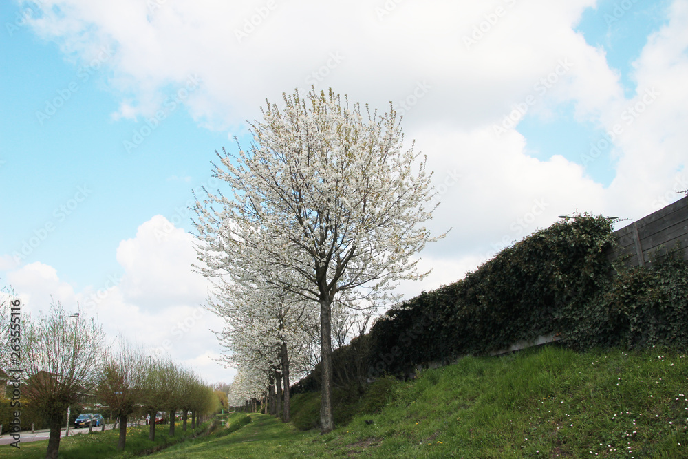 Row of prunus trees with white blossom at a sound wall in Nieuwerkerk aan den IJssel Row of prunus trees with white blossom at a sound wall in Nieuwerkerk aan den IJssel