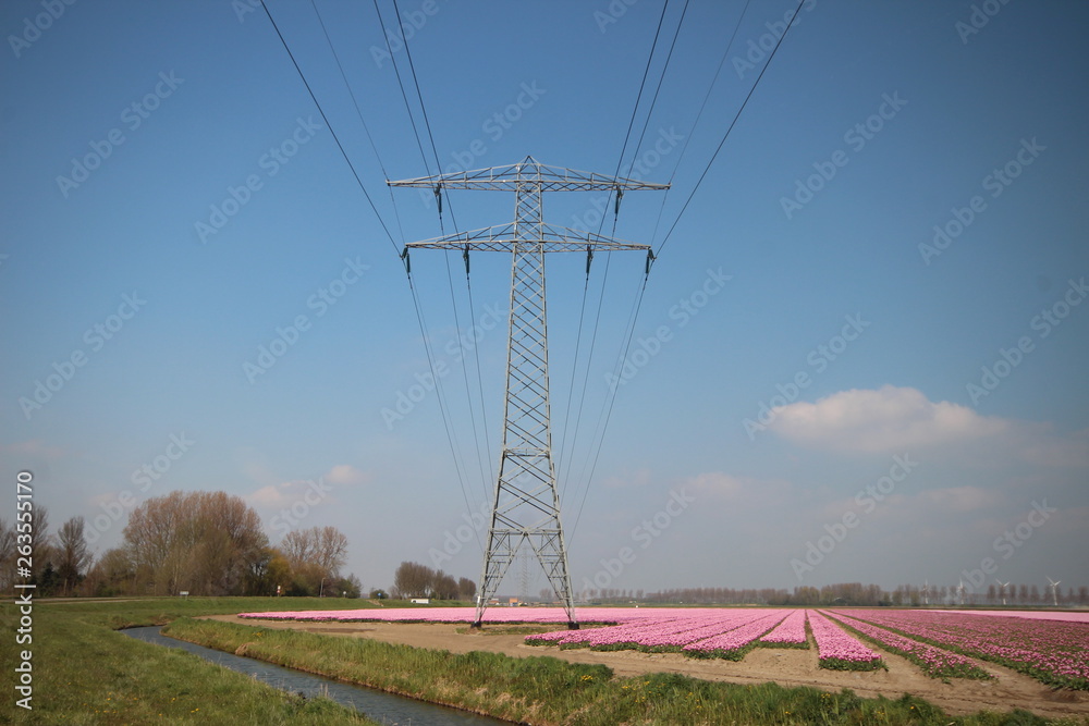 Fields with rows of pink tulips in springtime for agriculture of flowerbulb on island Goeree-Overflakkee in the Netherlands