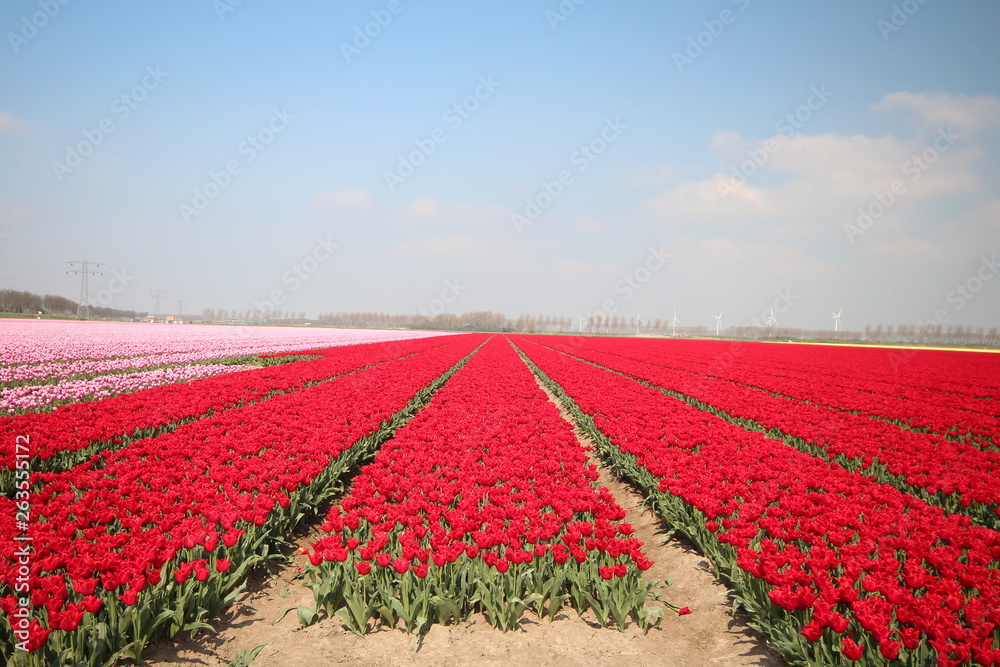 Fields with rows of red tulips in springtime for agriculture of flowerbulb on island Goeree-Overflakkee in the Netherlands