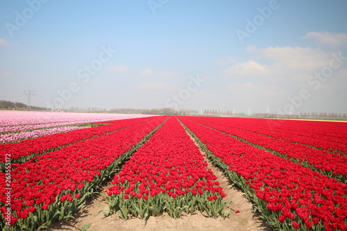 Fields with rows of red tulips in springtime for agriculture of flowerbulb on island Goeree-Overflakkee in the Netherlands