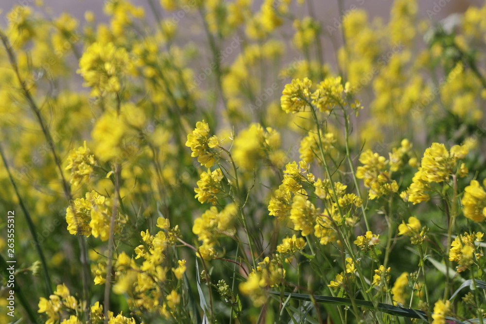 yellow flowers of rapeseed weed along the side of dikes in the Netherlands yellow flowers of rapeseed weed along the side of dikes in the Netherlands
