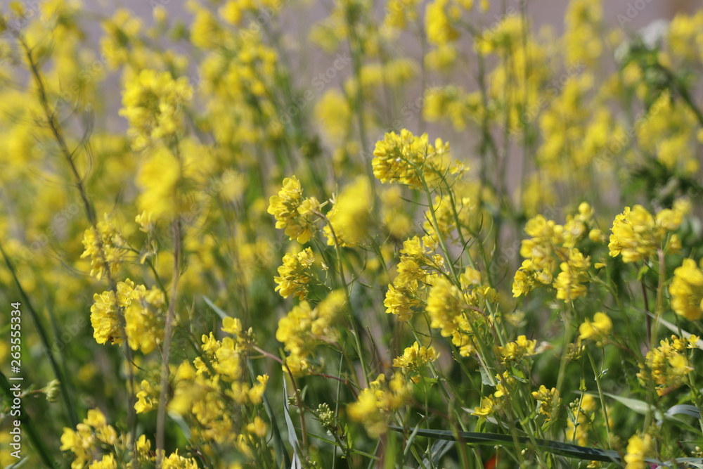 yellow flowers of rapeseed weed along the side of dikes in the Netherlands yellow flowers of rapeseed weed along the side of dikes in the Netherlands