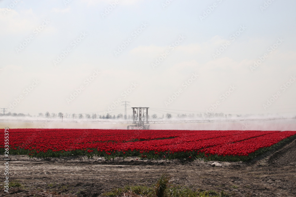 Fields with rows of red tulips in springtime for agriculture of flowerbulb on island Goeree-Overflakkee in the Netherlands, watered due to dryness Fields with rows of red tulips in springtime for agriculture of flowerbulb on island Goeree-Overflakkee in the Netherlands, watered due to dryness