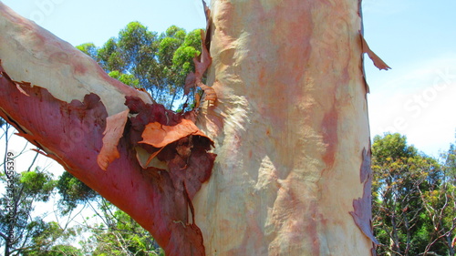 Valokuva Gum Tree in Australia