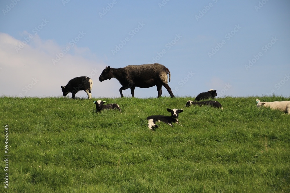 Obraz premium Sheep and lambs on a dike in the sun at the island Goeree Overflakkee in the Netherlands