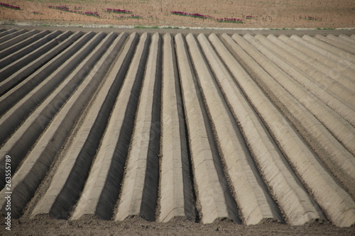 Rows of ground on field for growth of asparagus vegetable on Goeree Overflakkee in the Netherlands